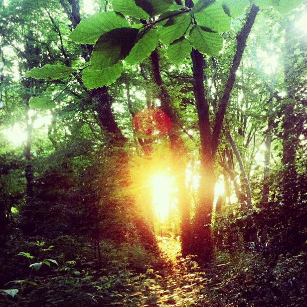 Forest Sunshine